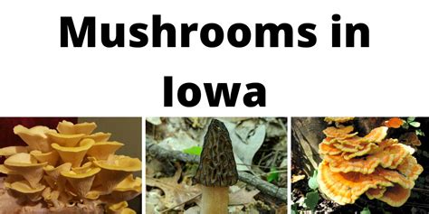 Iowa fall mushrooms. Things To Know About Iowa fall mushrooms. 